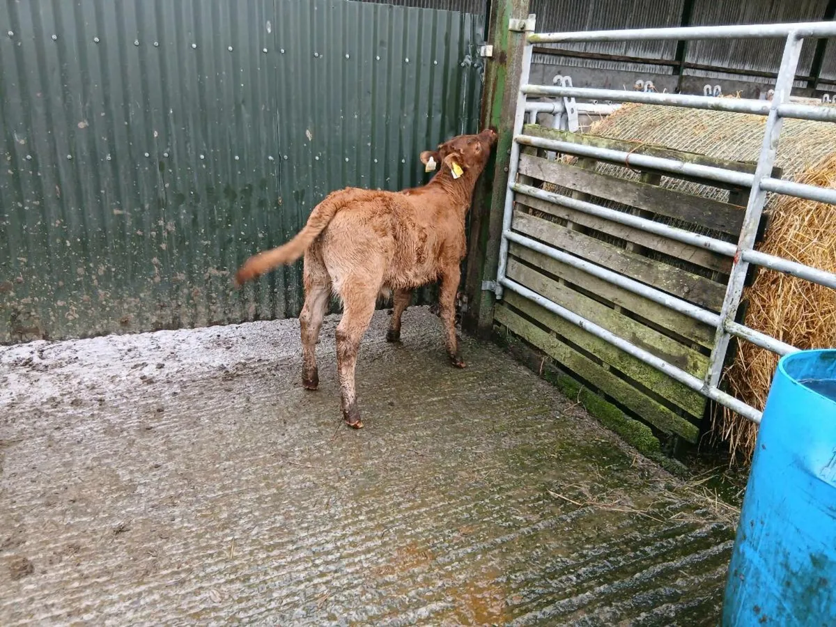 SUPER LIM BULL CALF - Image 1