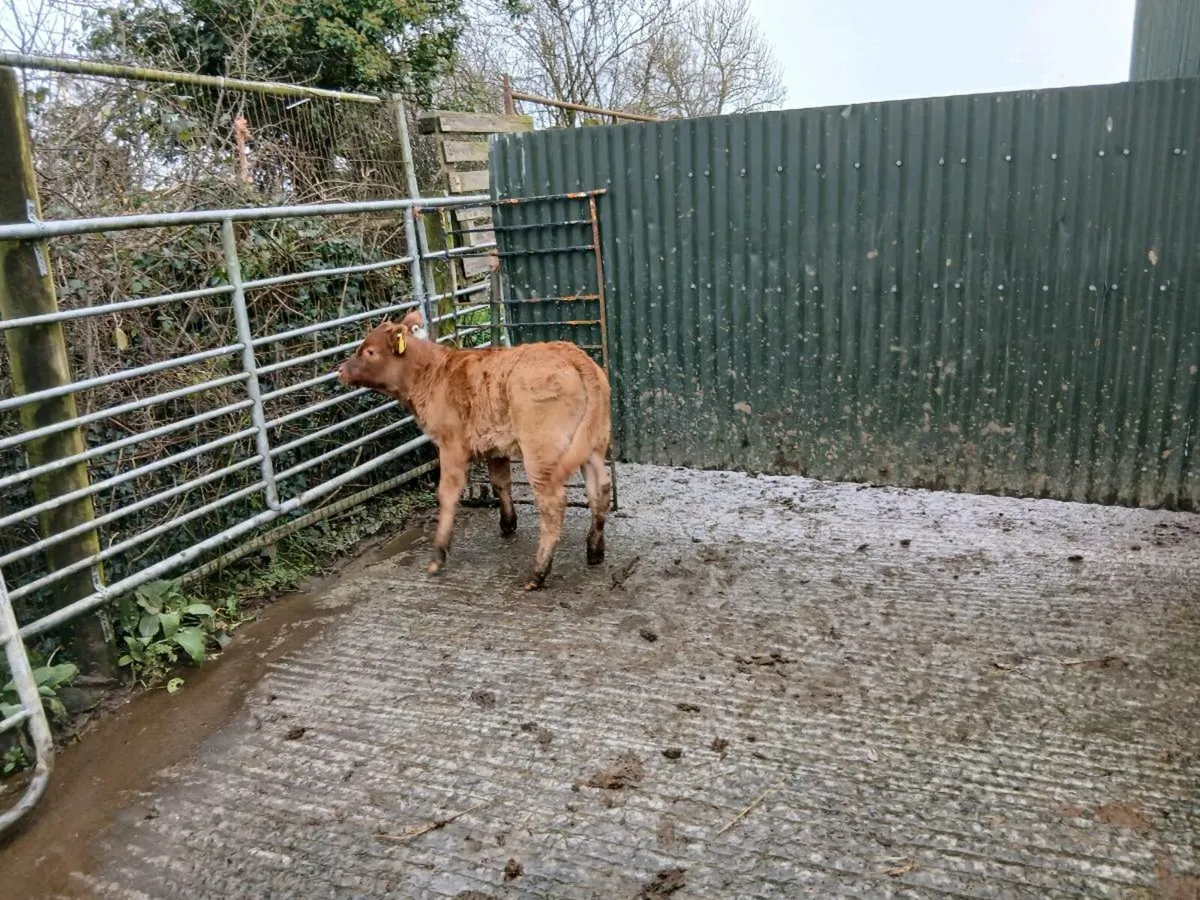 SUPER LIM BULL CALF - Image 2