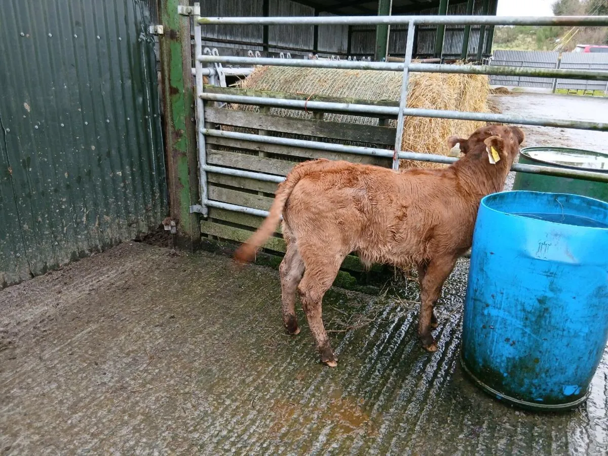 SUPER LIM BULL CALF - Image 3