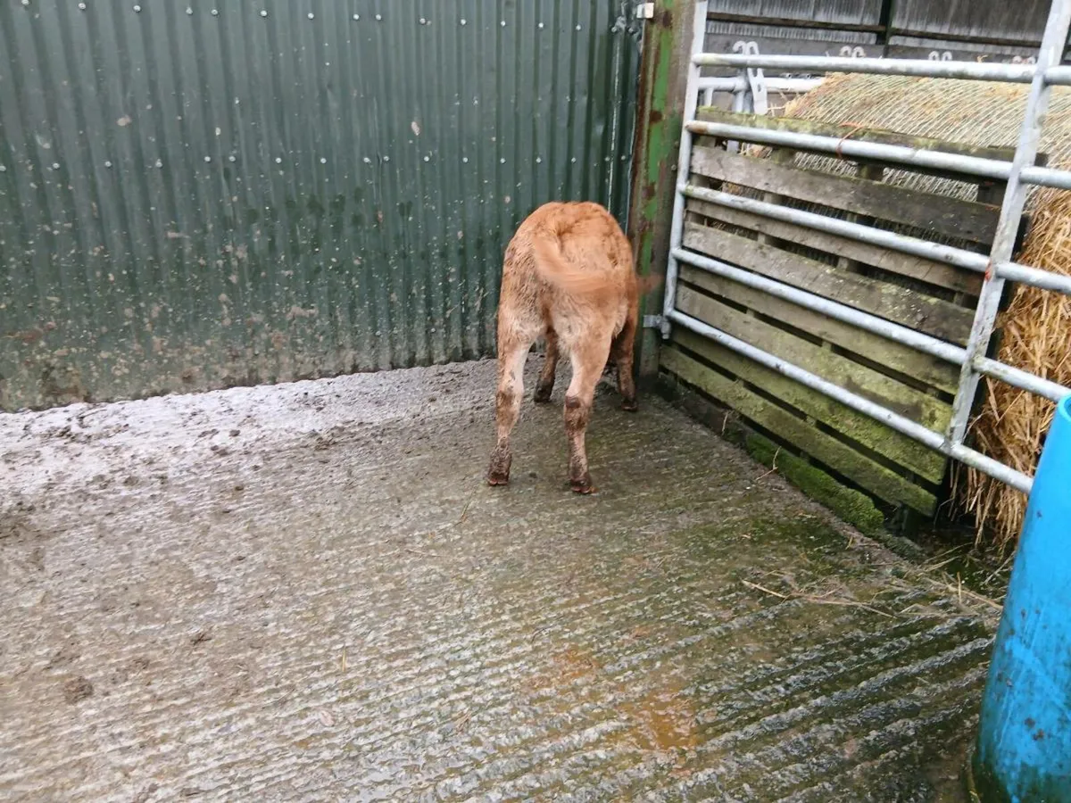 SUPER LIM BULL CALF - Image 4