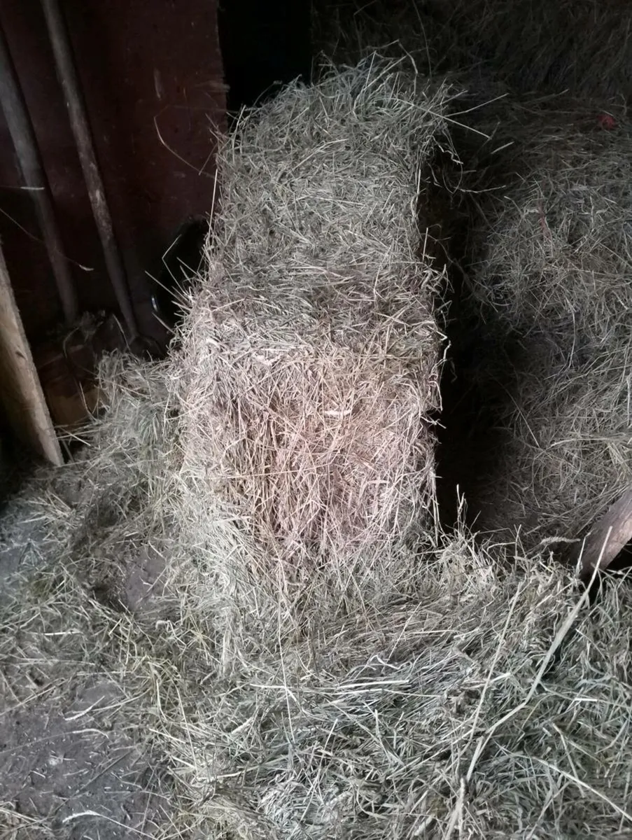 Hay - Image 4