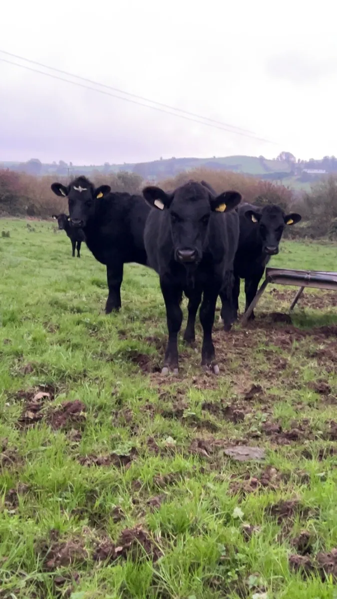 Angus heifers - Image 1