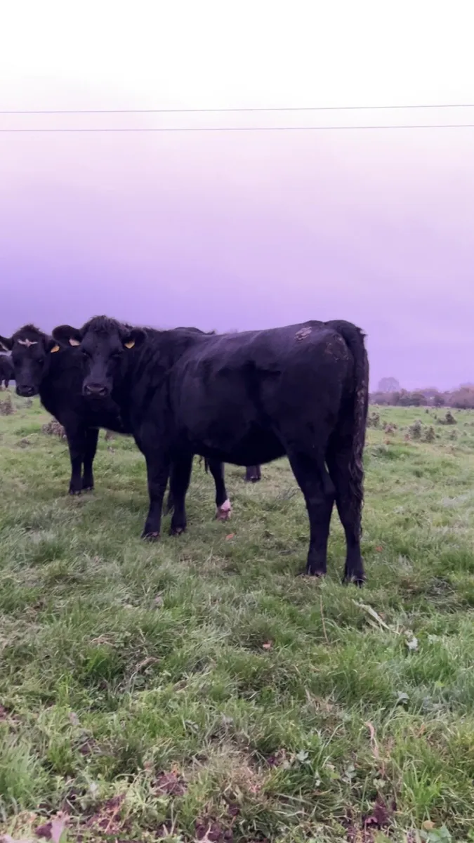 Angus heifers - Image 2