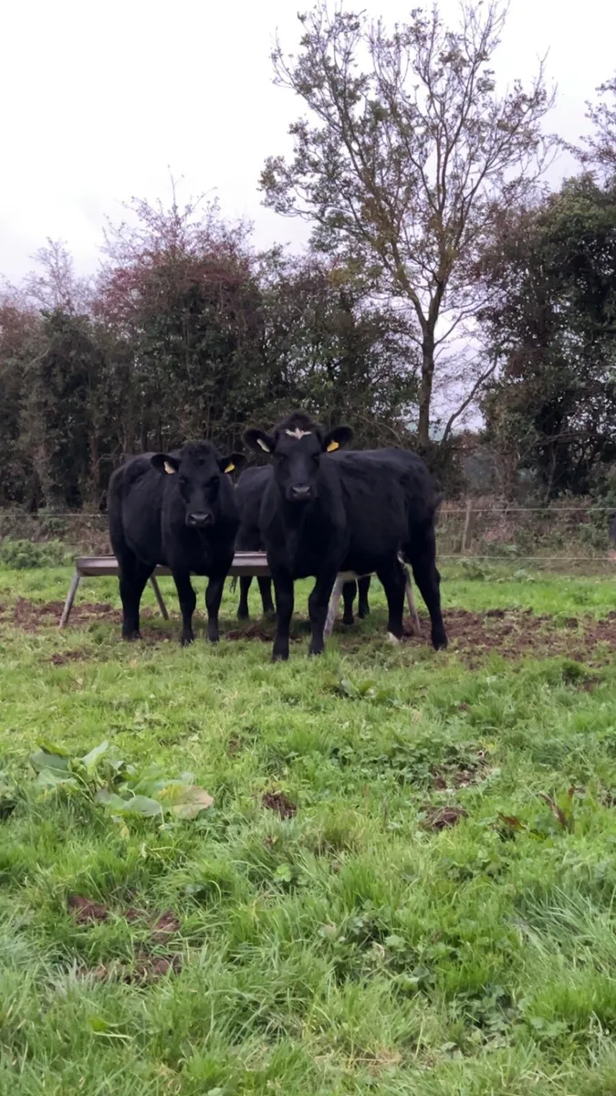 Angus heifers - Image 3