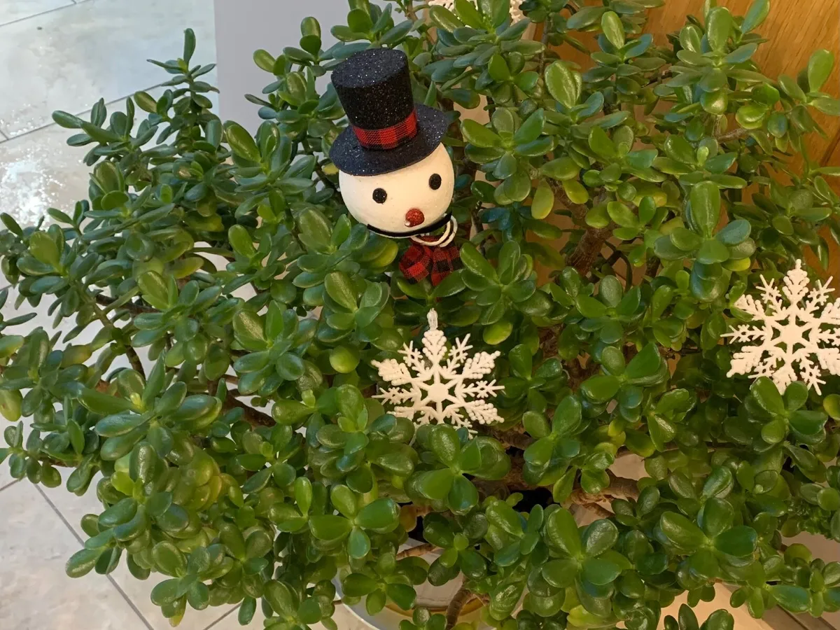 House Plant Living Crassula Jade - Money Tree - Image 4