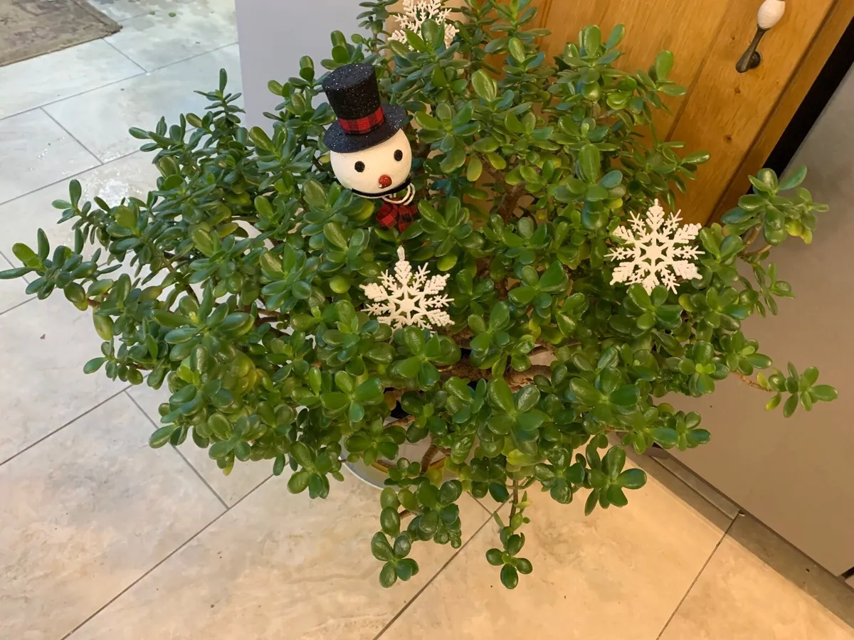 House Plant Living Crassula Jade - Money Tree - Image 1