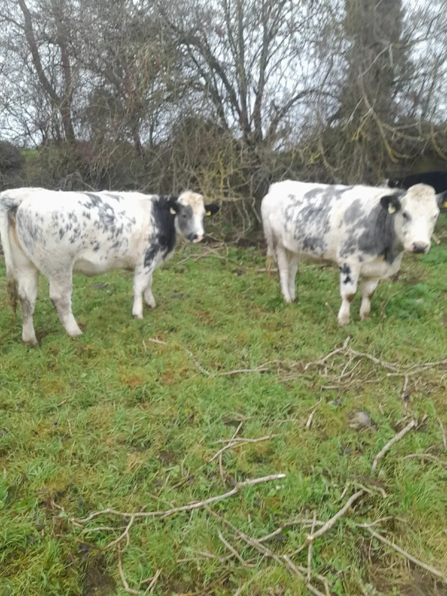 Heifers - Image 1