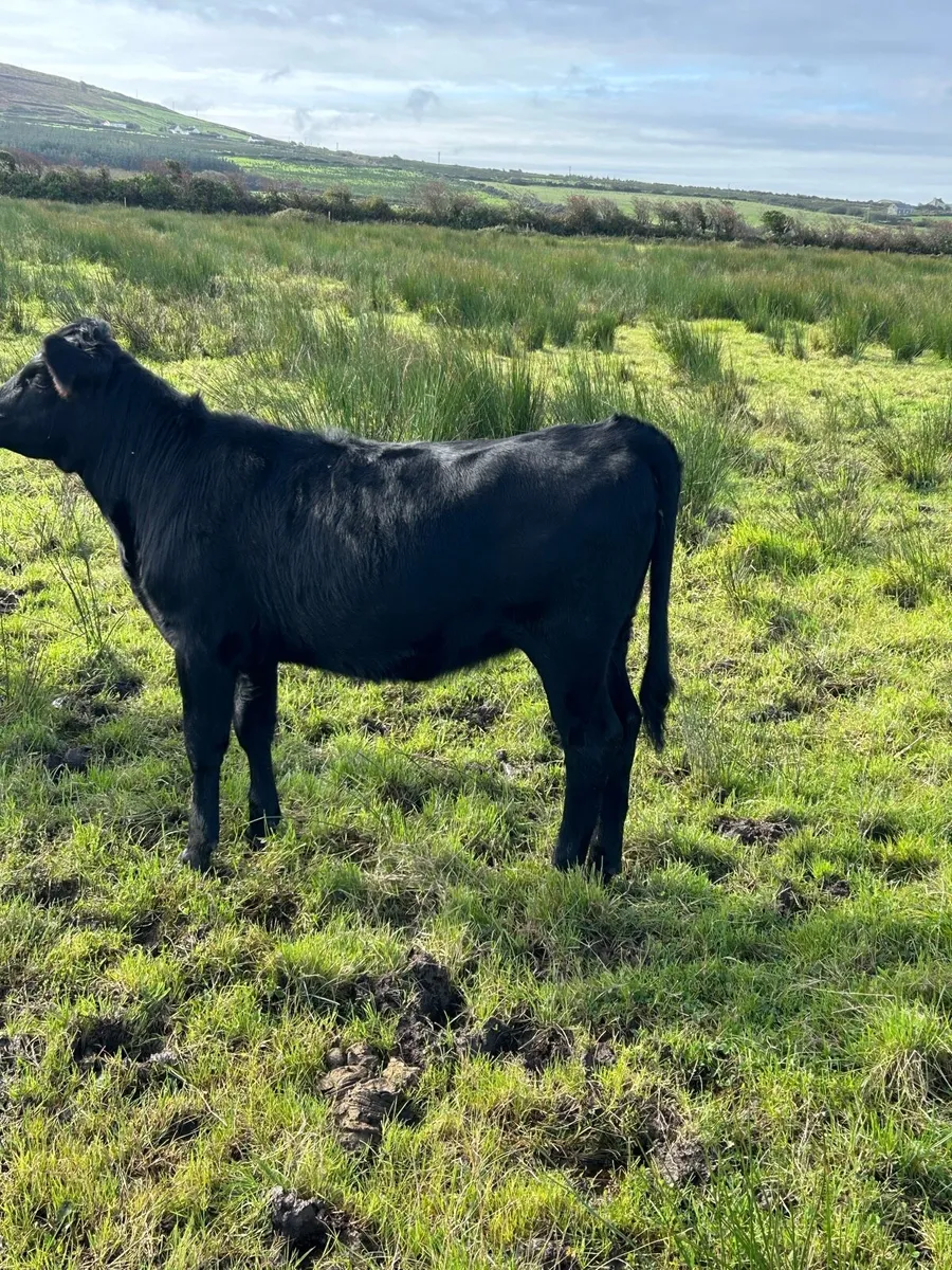 Kerry Bulls & Heifers for sale - Image 2