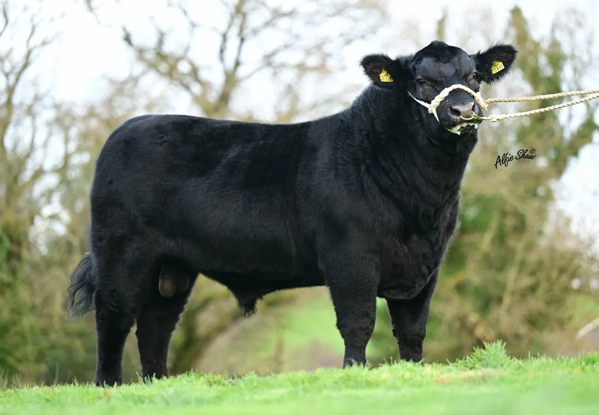 Angus Bull - Image 1