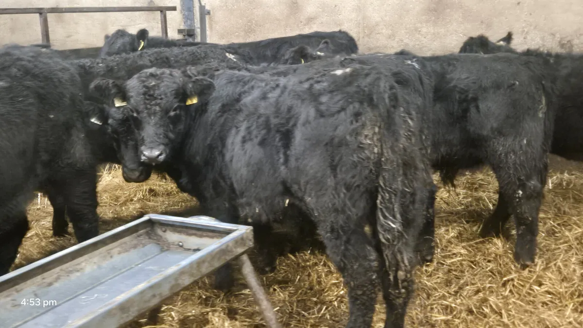 10 Suckler Bred Aberdeen Angus bulls - Image 3