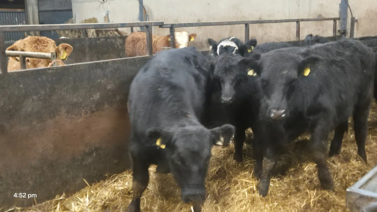 10 Suckler Bred Aberdeen Angus bulls - Image 1