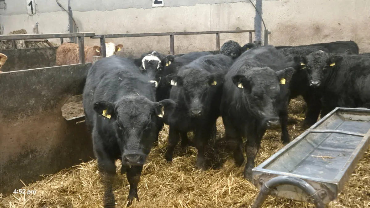 10 Suckler Bred Aberdeen Angus bulls - Image 4