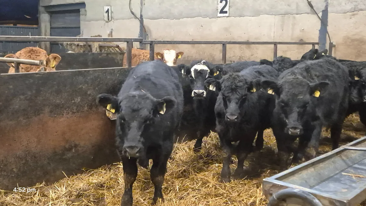 10 Suckler Bred Aberdeen Angus bulls - Image 2