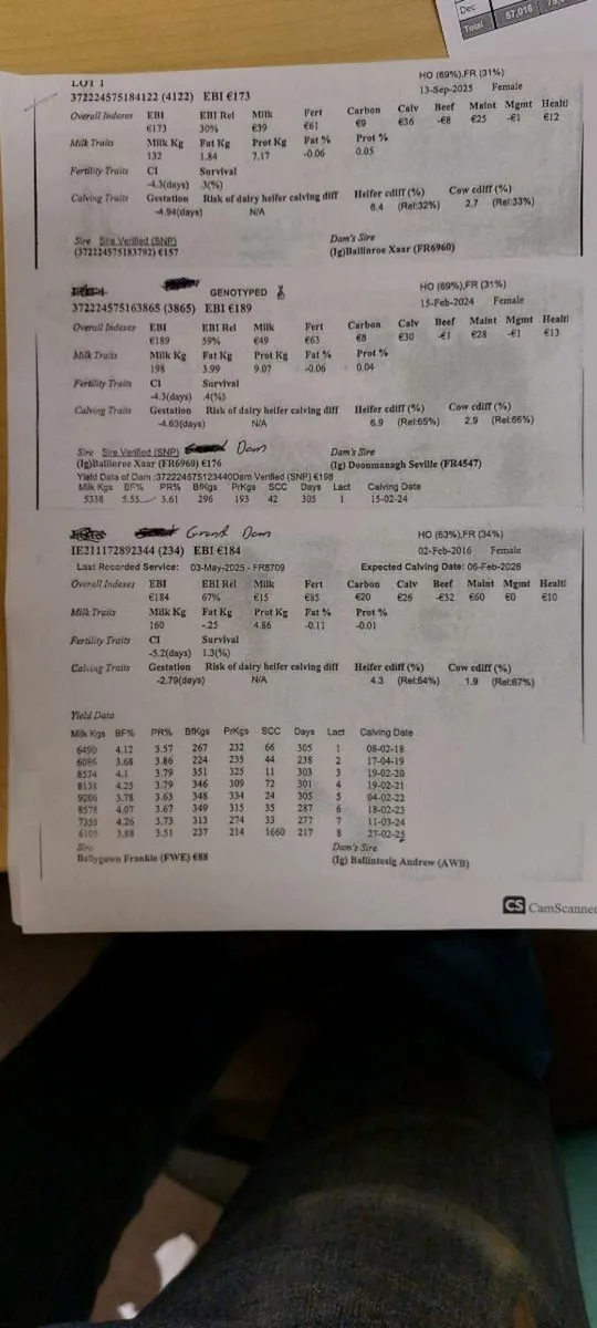 Fresian  heifer  calf - Image 2
