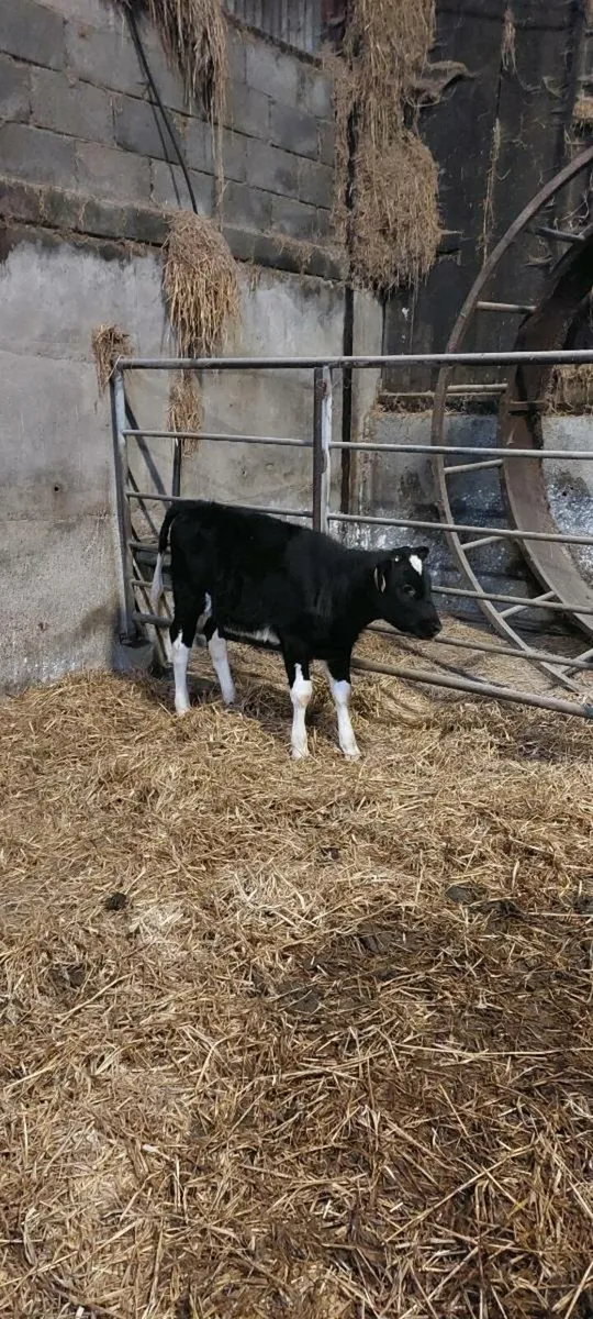 Fresian  heifer  calf - Image 1