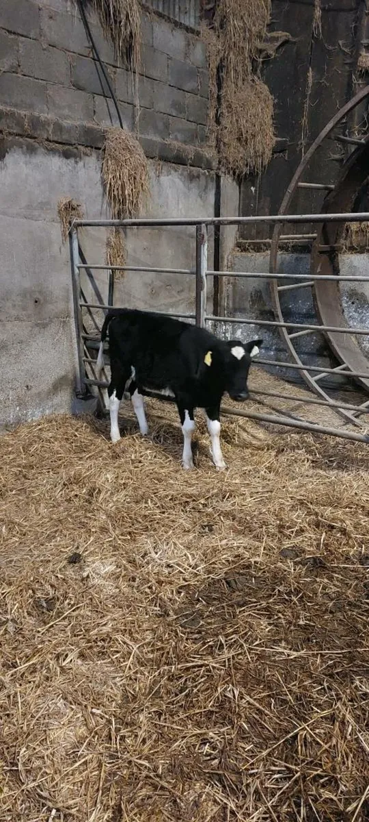 Fresian  heifer  calf - Image 3