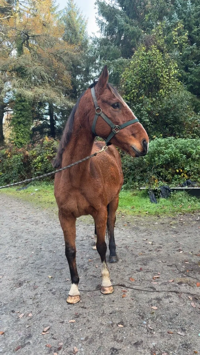 15 hand gelding - Image 2