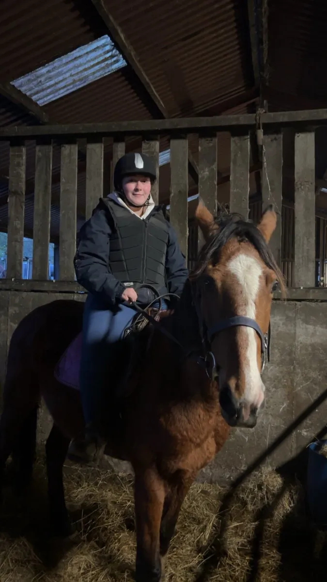 15 hand gelding - Image 3