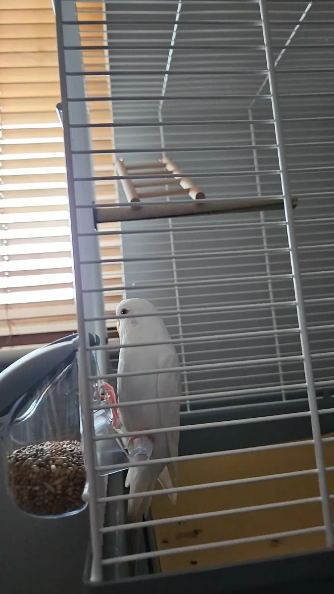 Budgie and Cage - Image 2
