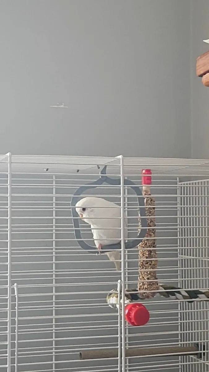 Budgie and Cage - Image 1