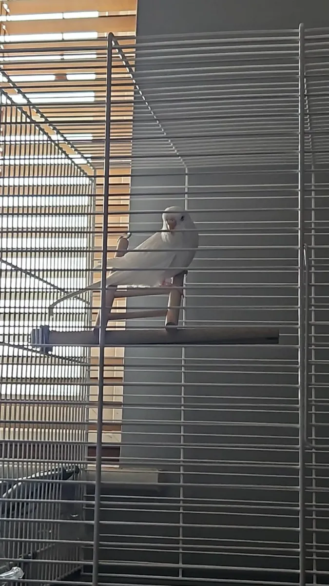 Budgie and Cage - Image 3