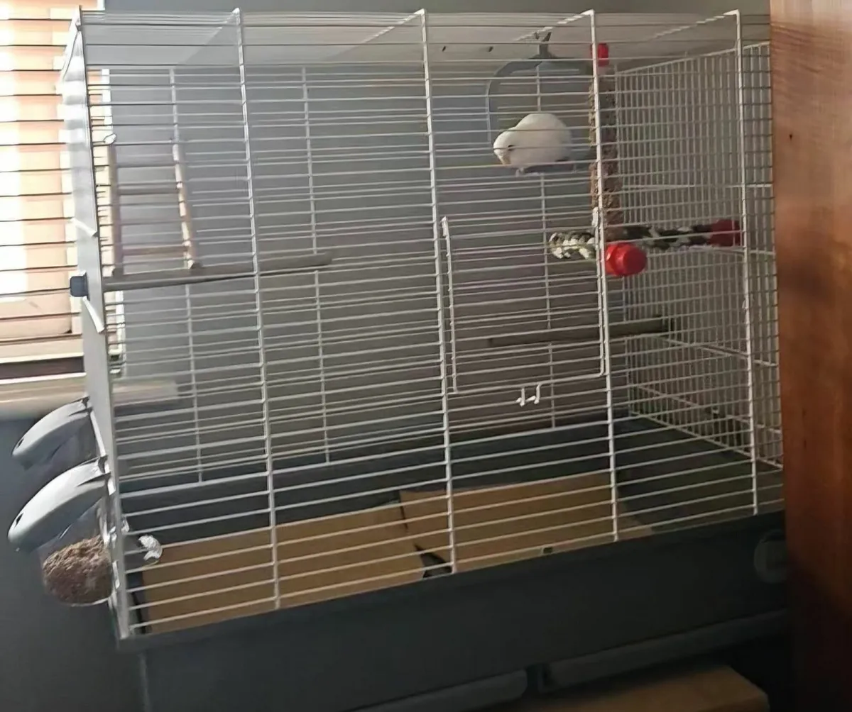 Budgie and Cage - Image 4