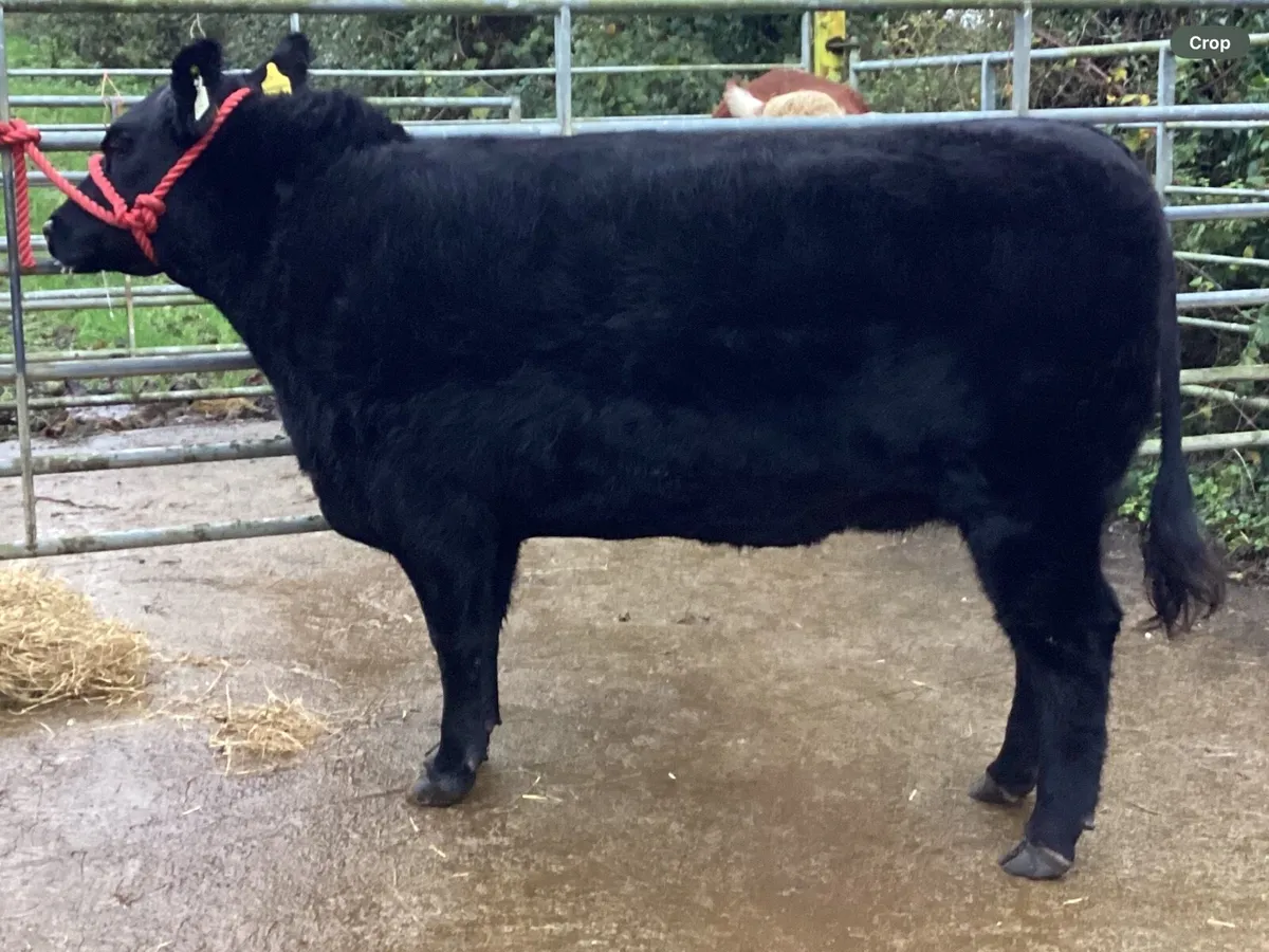 Lot 50 Elite Show & Sale - Image 1