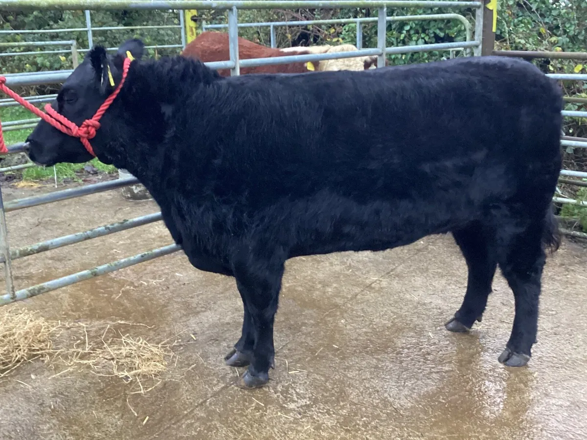 Lot 50 Elite Show & Sale - Image 2