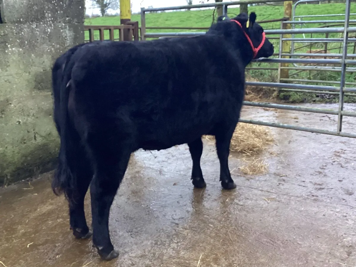 Lot 50 Elite Show & Sale - Image 3