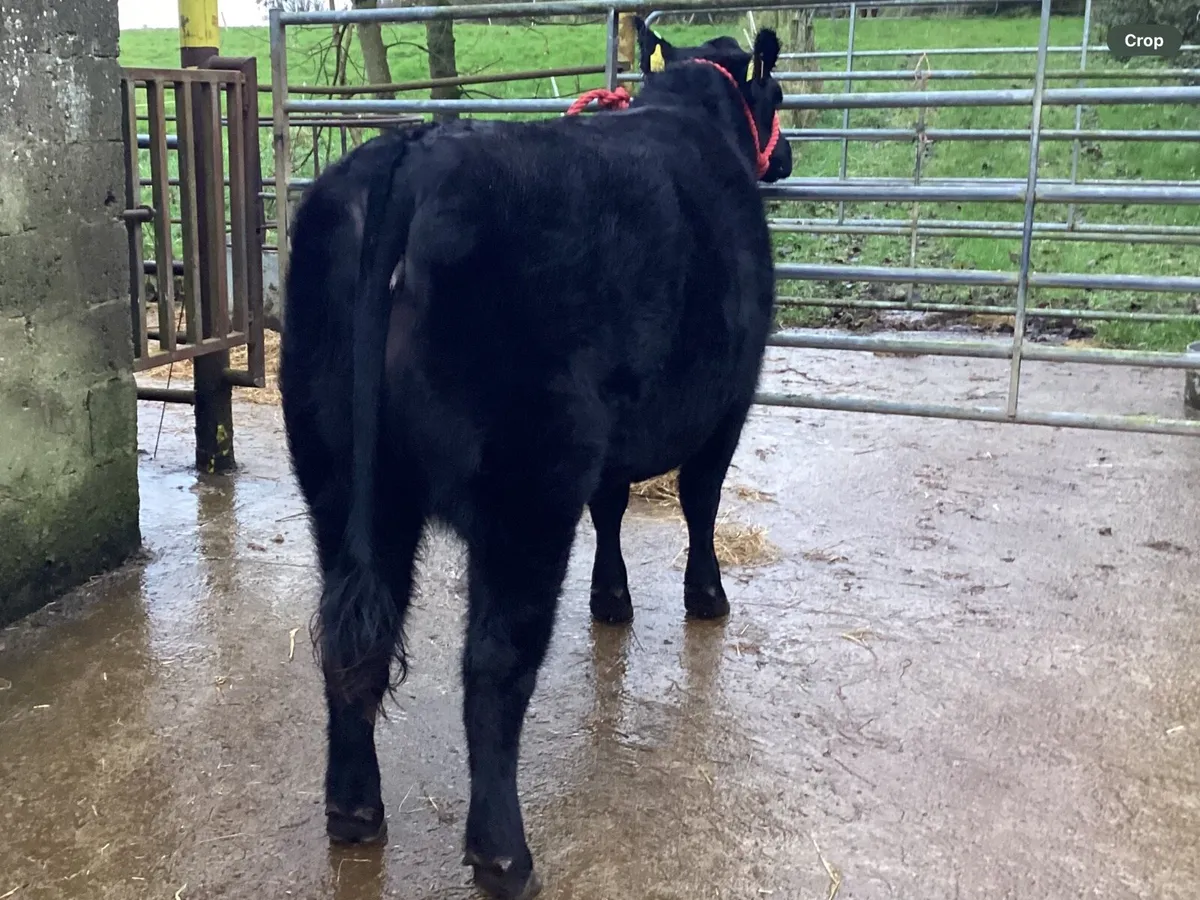 Lot 50 Elite Show & Sale - Image 4