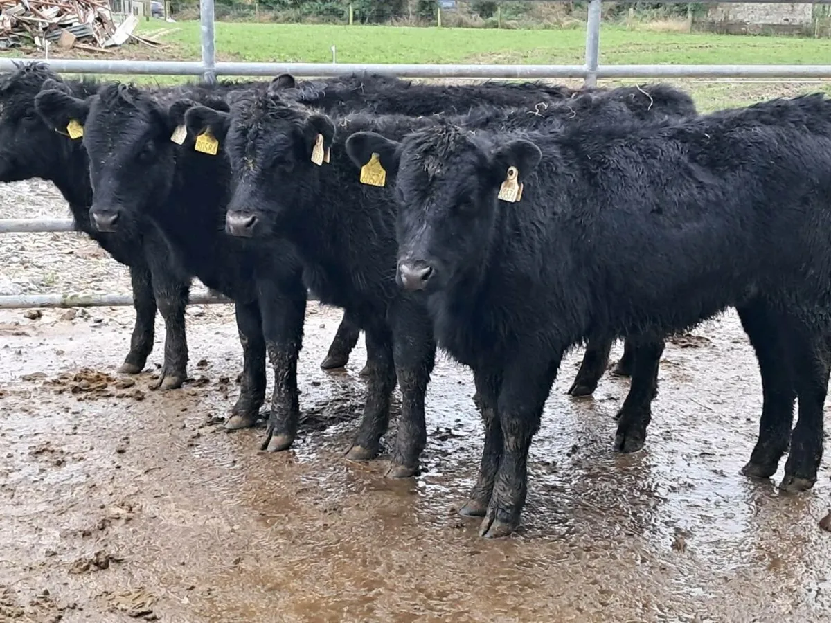 5 SUCKLER BRED ANGUS HEIFER WEANLINGS - Image 1