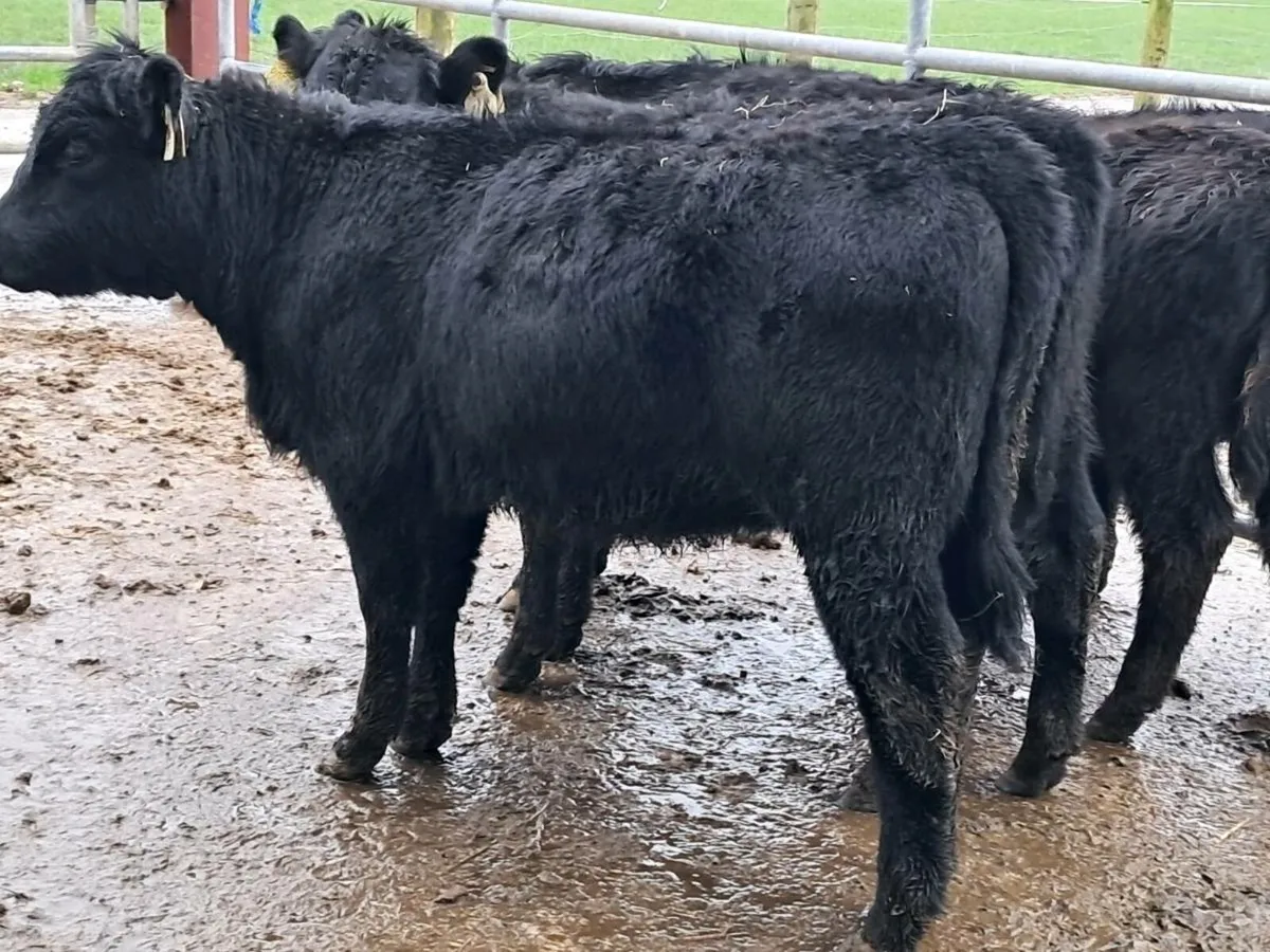 5 SUCKLER BRED ANGUS HEIFER WEANLINGS - Image 2