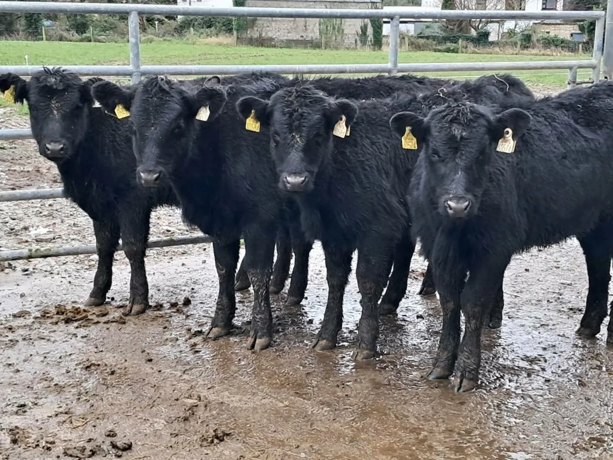 5 SUCKLER BRED ANGUS HEIFER WEANLINGS - Image 3