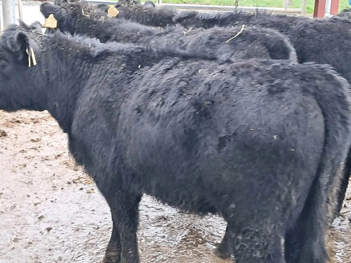 5 SUCKLER BRED ANGUS HEIFER WEANLINGS - Image 4