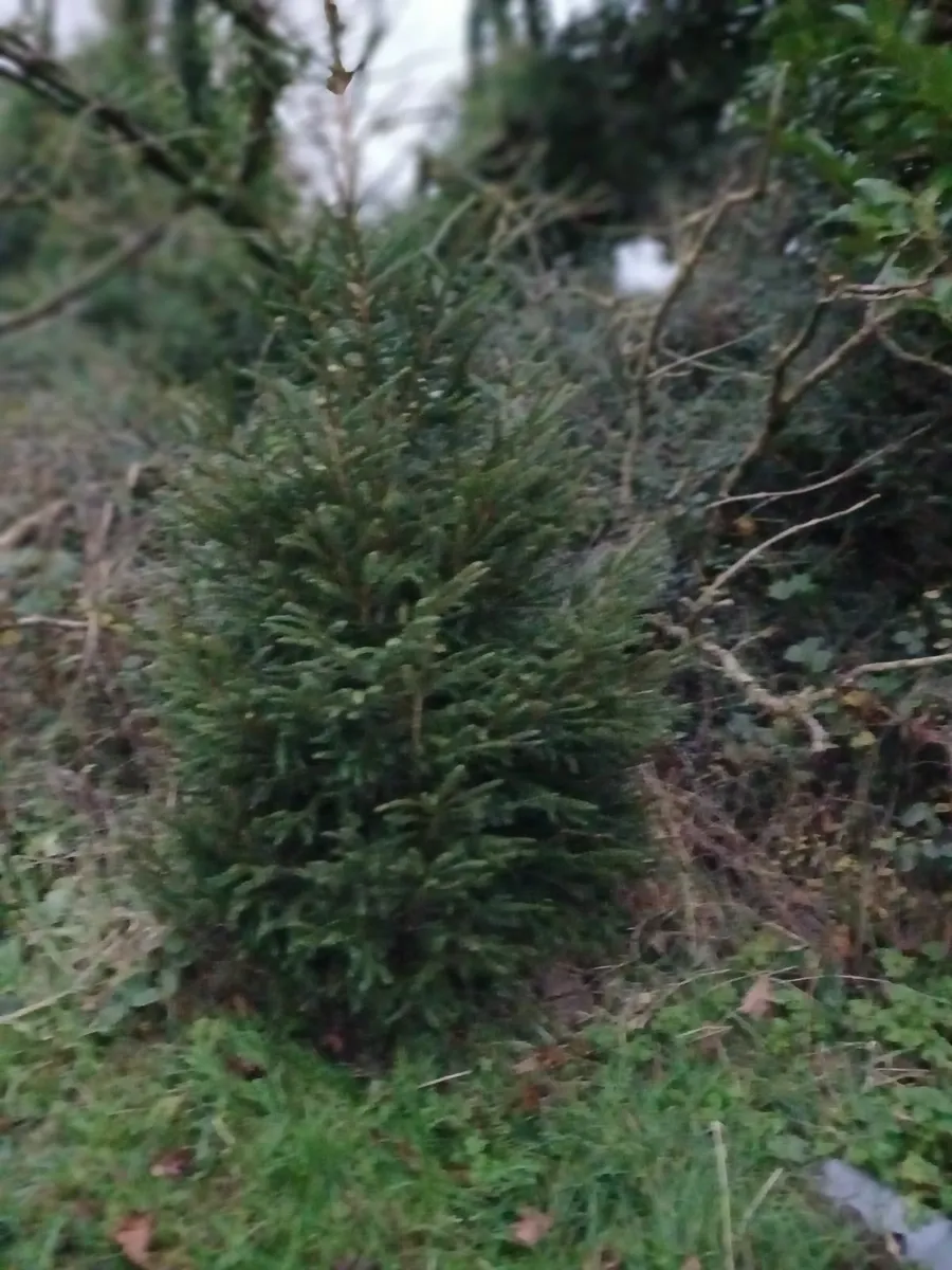 Christmas trees - Image 2