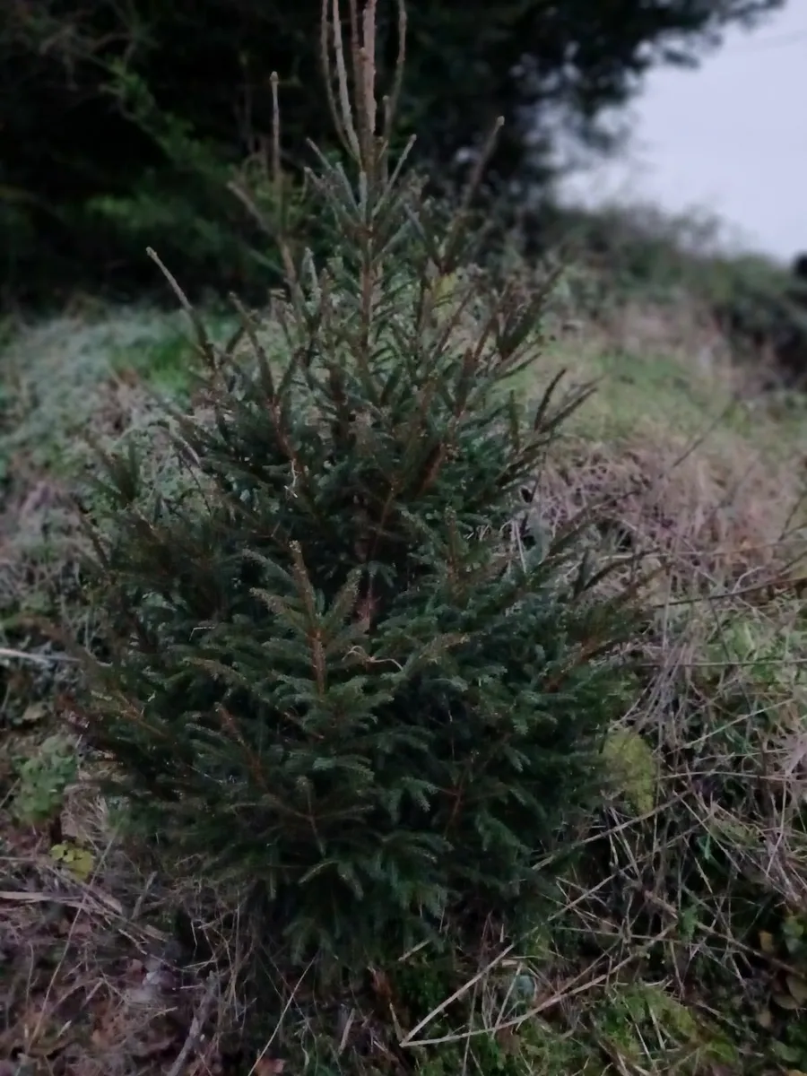 Christmas trees - Image 3