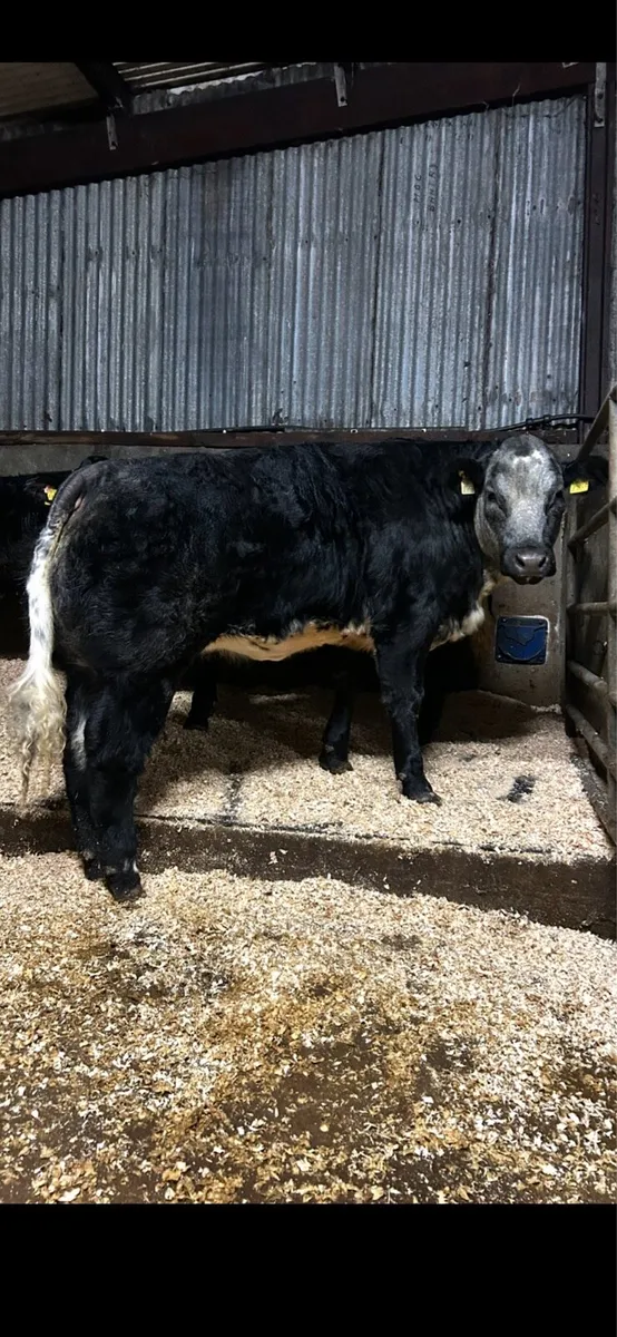 Heifers for Skibbereen fatstock show and sale - Image 1