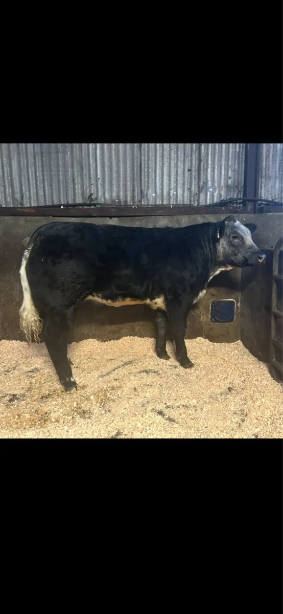 Heifers for Skibbereen fatstock show and sale - Image 2