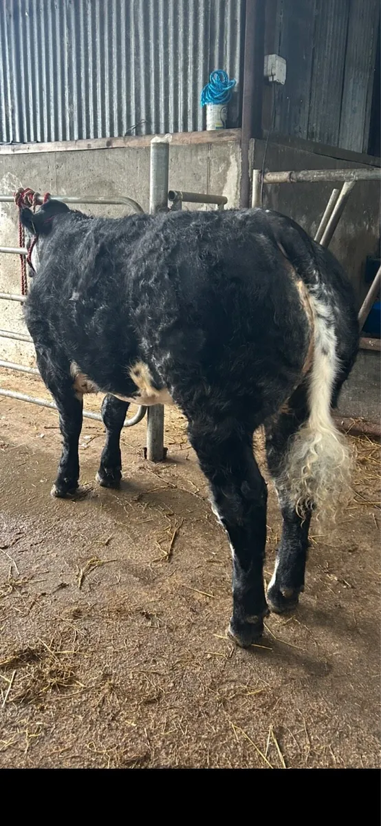 Heifers for Skibbereen fatstock show and sale - Image 3