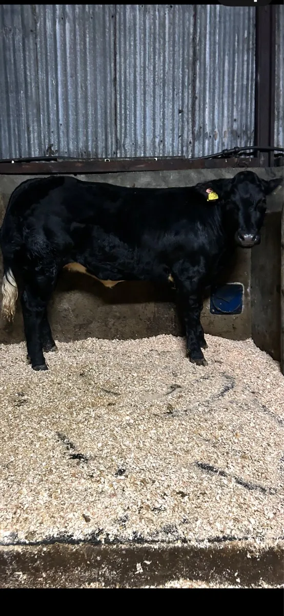 Heifers for Skibbereen fatstock show and sale - Image 4
