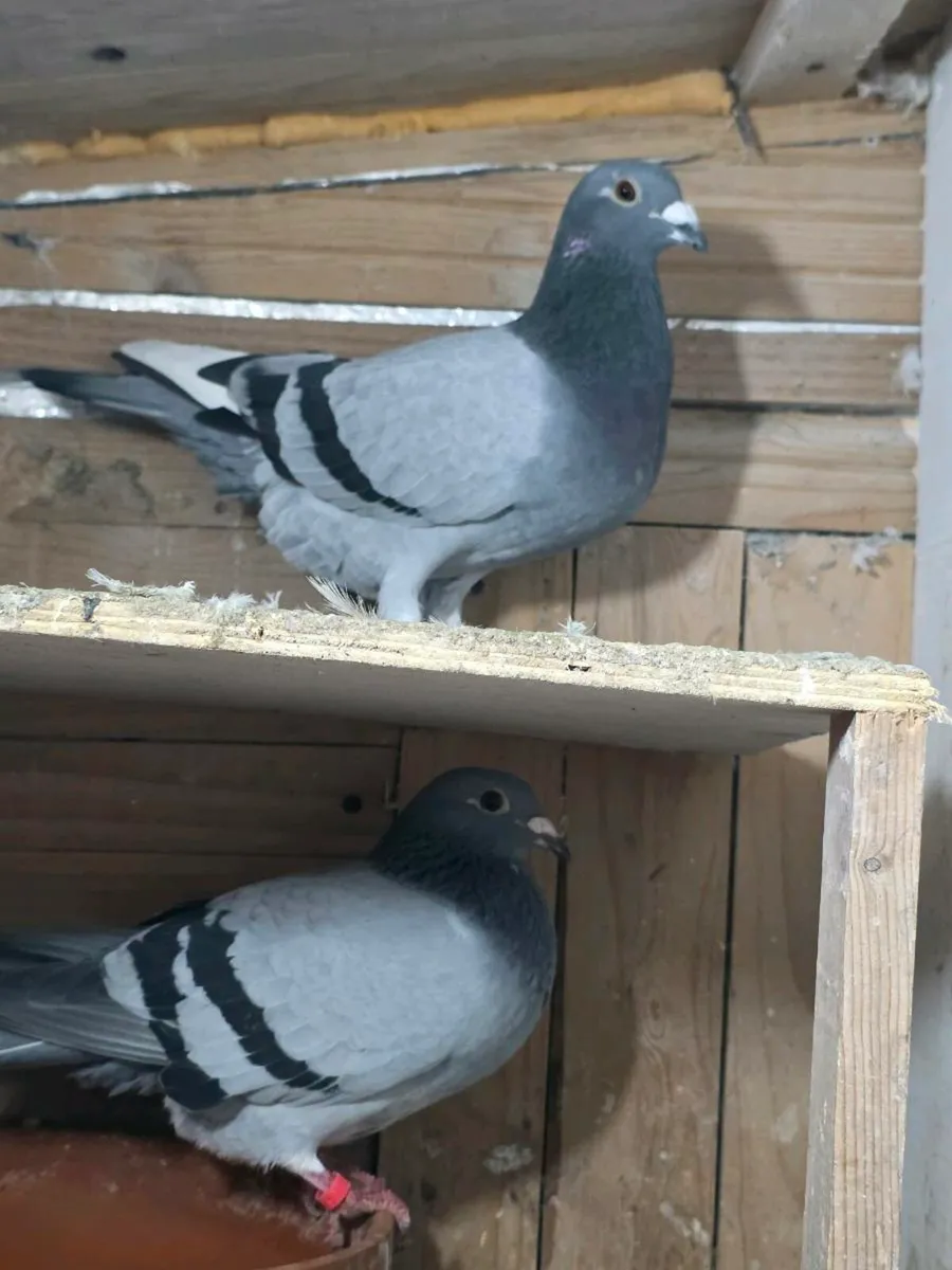 Pigeons - Image 2