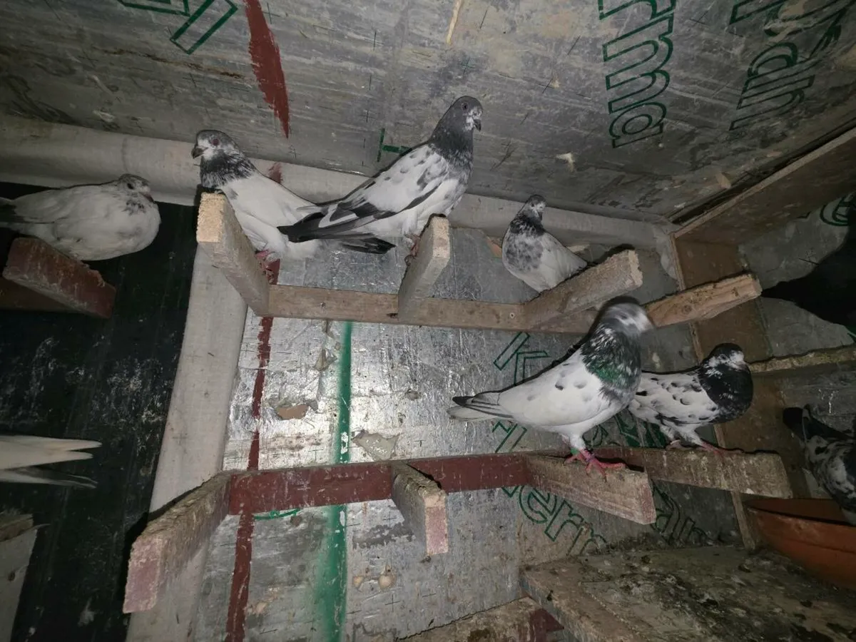 Pigeons - Image 4
