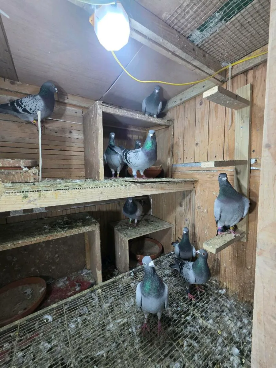 Pigeons - Image 1