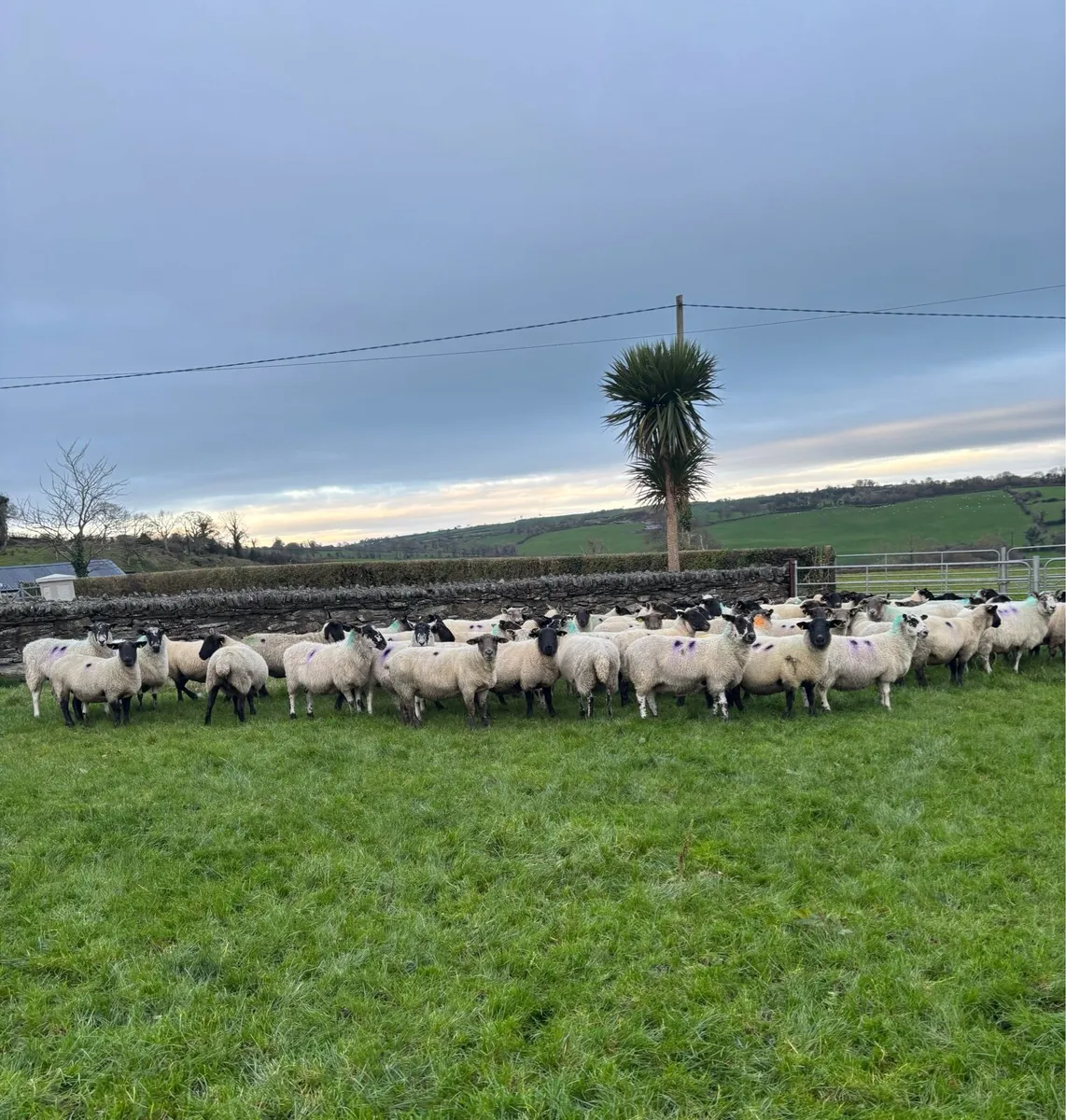 50 Scanned Inlamb Ewes - Image 2