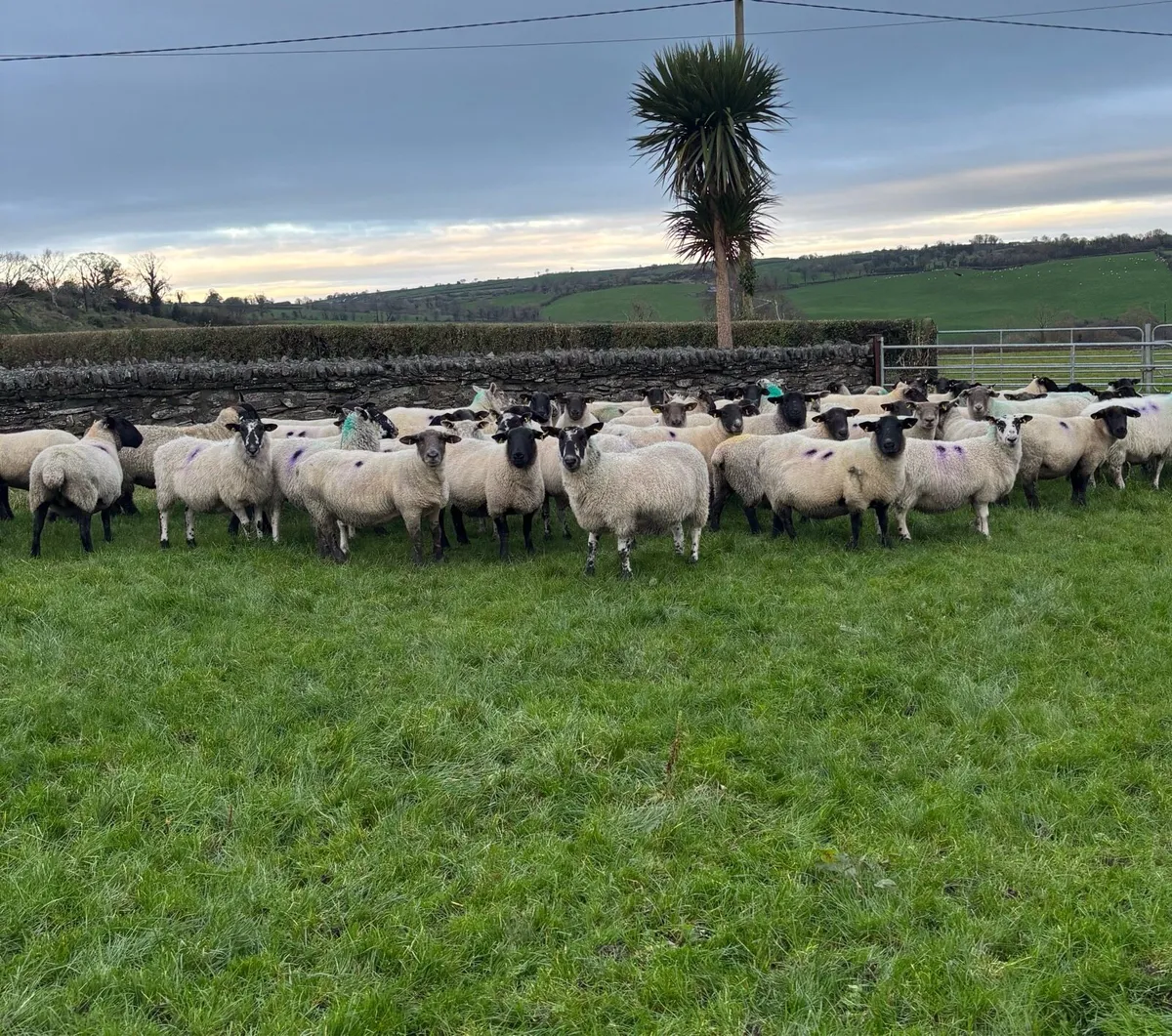 50 Scanned Inlamb Ewes - Image 3