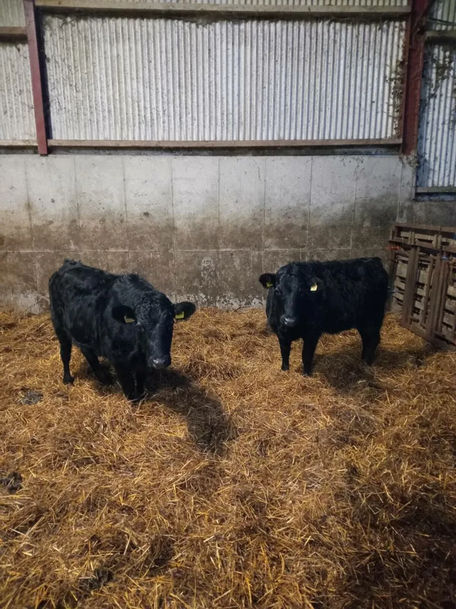 Organic Pedigree Dexter heifers 3&5 🌟 🌟 - Image 3