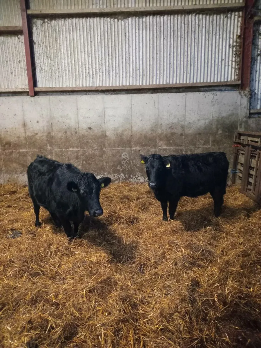 Organic Pedigree Dexter heifers 3&5 🌟 🌟 - Image 4