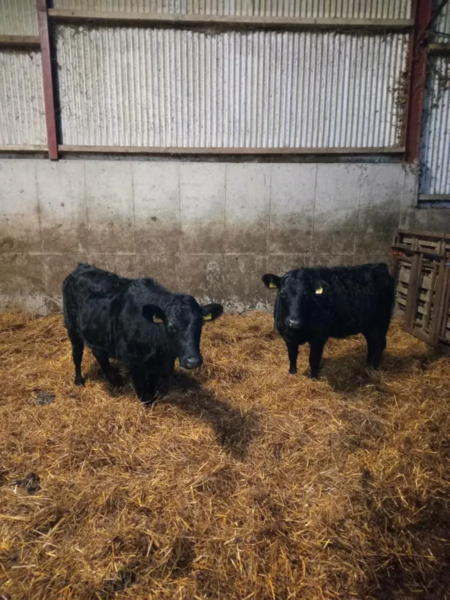 Organic Pedigree Dexter heifers 3&5 🌟 🌟 - Image 1