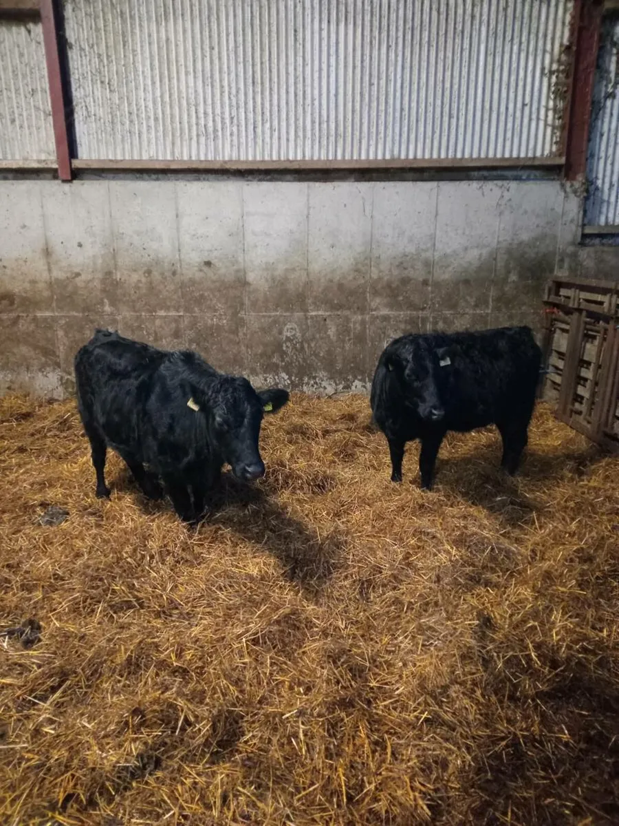 Organic Pedigree Dexter heifers 3&5 🌟 🌟 - Image 2