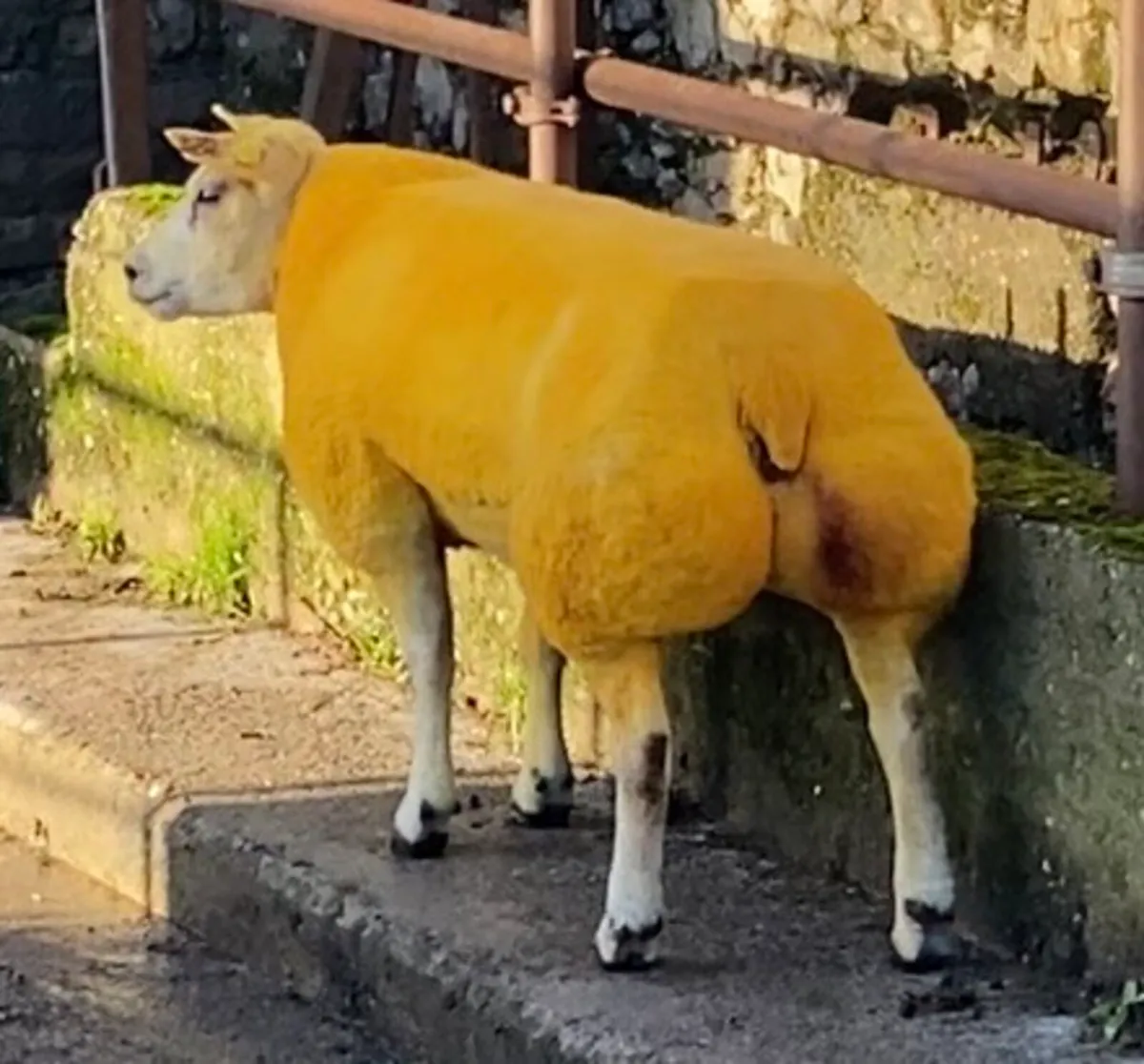 Belgian Beltex Inlamb Sale next Saturday - Image 1